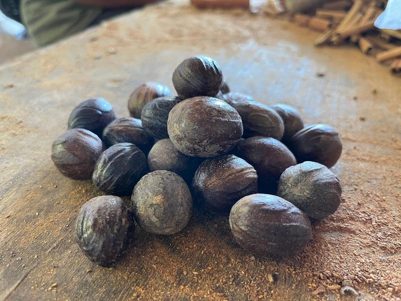 Pala - Nutmeg (1) Pala - Nutmeg (1)