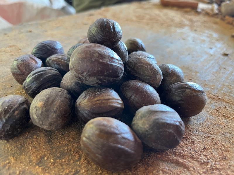 Pala - Nutmeg (2) Pala - Nutmeg (2)